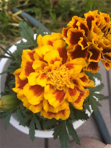 f:id:happyengel:20180409110649j:image