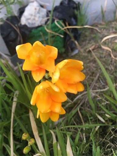 f:id:happyengel:20180409110709j:image