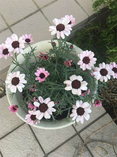 f:id:happyengel:20180409110727j:image