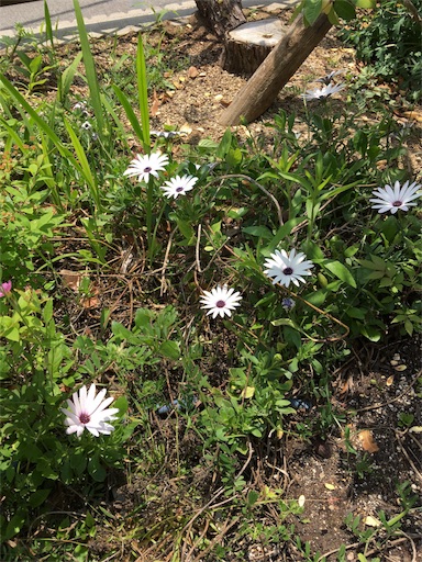 f:id:happyengel:20180504120053j:image