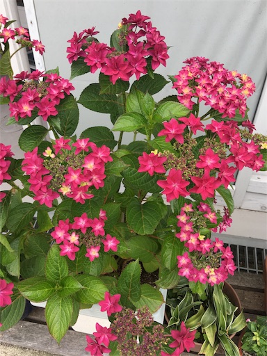 f:id:happyengel:20180529113811j:image