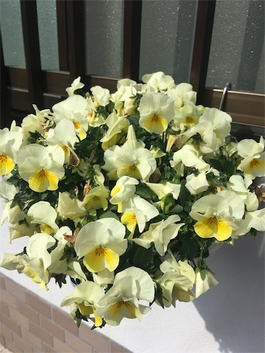 f:id:happyengel:20190313104606j:image