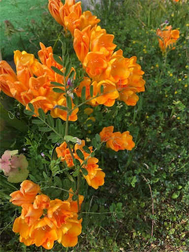 f:id:happyengel:20190423154013j:image