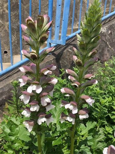 f:id:happyengel:20190603152052j:image