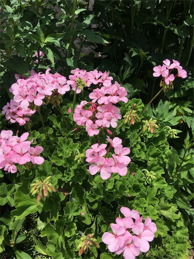f:id:happyengel:20190603152223j:image
