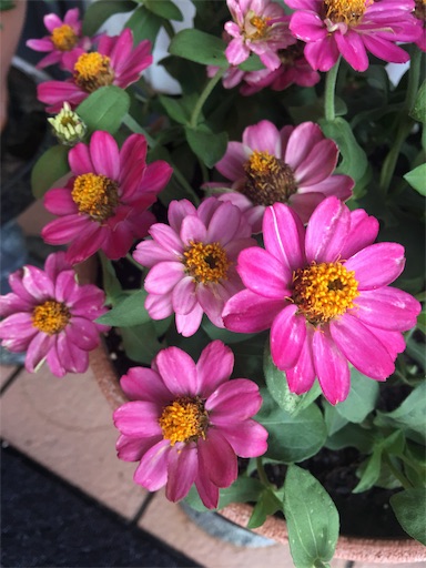 f:id:happyengel:20190603170516j:image f:id:happyengel:20190603170516j:image