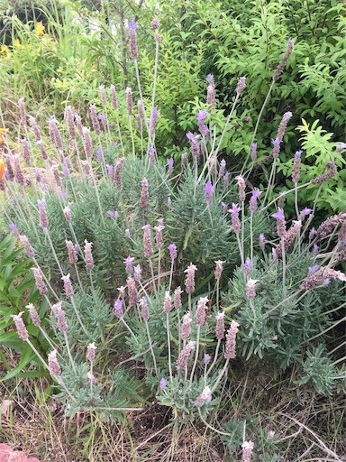 f:id:happyengel:20190611081553j:image