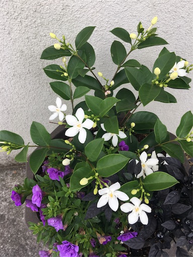 f:id:happyengel:20190619130625j:image