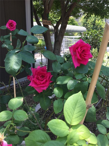 f:id:happyengel:20190717142930j:image