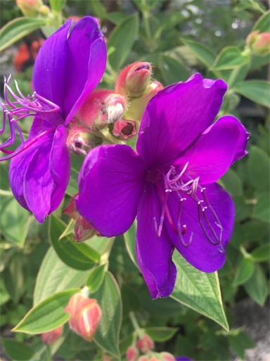 f:id:happyengel:20190728145433j:image f:id:happyengel:20190728145433j:image