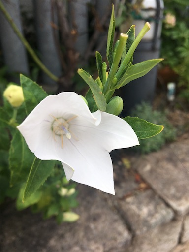 f:id:happyengel:20190728145444j:image f:id:happyengel:20190728145444j:image