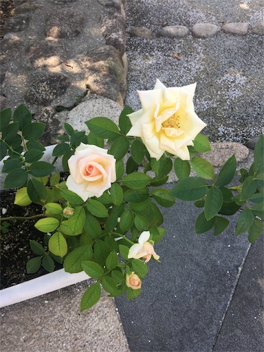 f:id:happyengel:20190905165802j:image f:id:happyengel:20190905165802j:image
