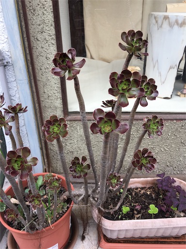 f:id:happyengel:20191010194416j:image