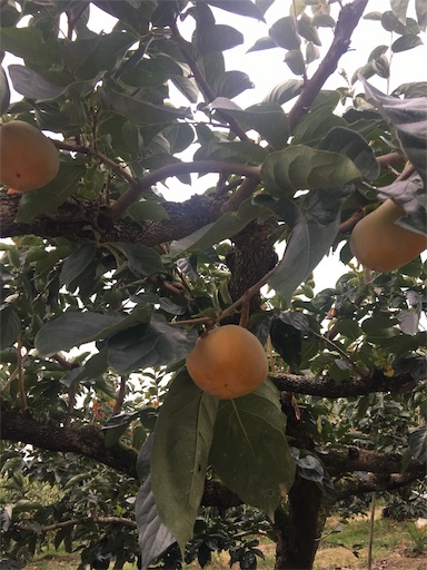 f:id:happyengel:20191010195058j:image