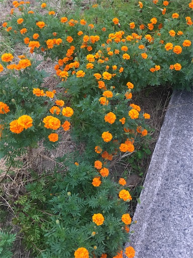 f:id:happyengel:20191011165141j:image