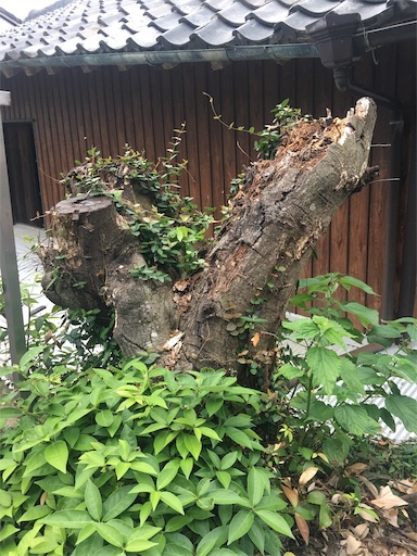 f:id:happyengel:20191013154605j:image f:id:happyengel:20191013154605j:image