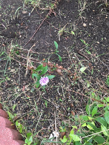 f:id:happyengel:20191018171448j:image