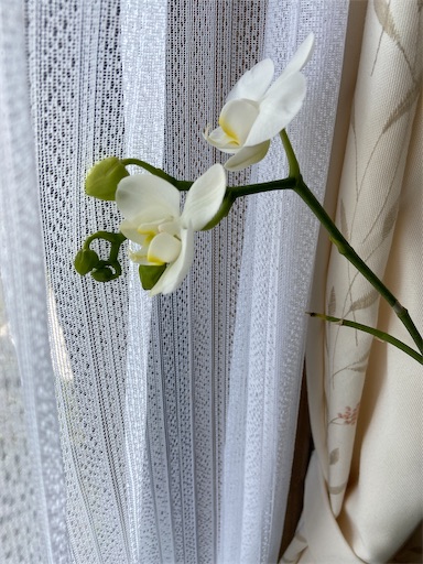 f:id:happyengel:20200302150114j:image