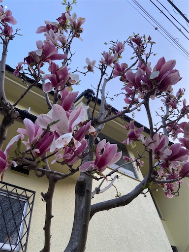 f:id:happyengel:20200403155710j:image f:id:happyengel:20200403155710j:image