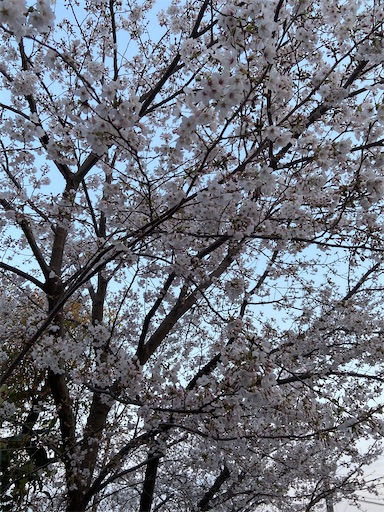 f:id:happyengel:20200405155821j:image