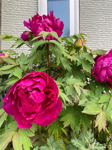 f:id:happyengel:20200428194013j:image f:id:happyengel:20200428194013j:image