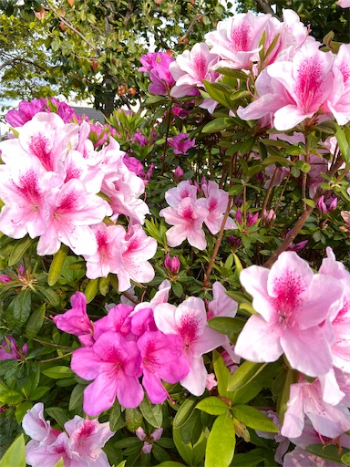 f:id:happyengel:20200428194050j:image f:id:happyengel:20200428194050j:image