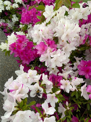 f:id:happyengel:20200506163650j:image