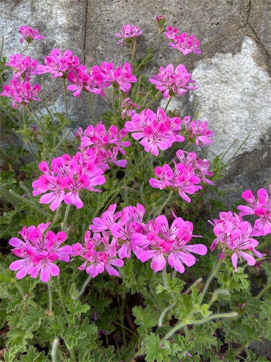 f:id:happyengel:20200531143504j:image f:id:happyengel:20200531143504j:image