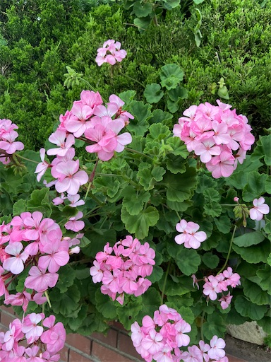 f:id:happyengel:20200605193620j:image f:id:happyengel:20200605193620j:image
