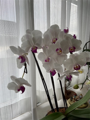f:id:happyengel:20200701132323j:image f:id:happyengel:20200701132323j:image