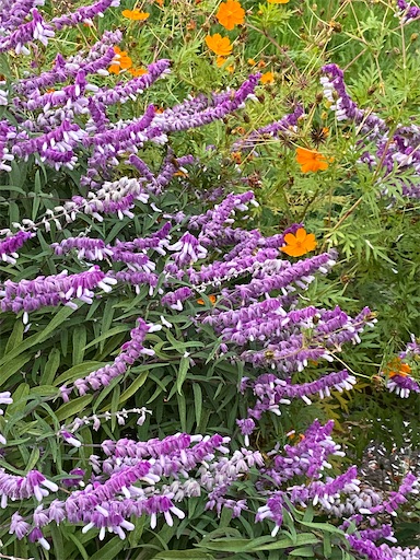 f:id:happyengel:20201102114525j:image f:id:happyengel:20201102114525j:image
