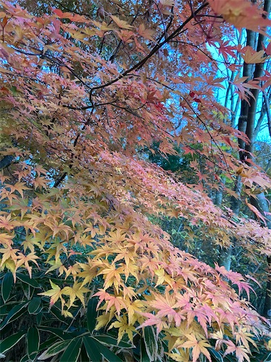 f:id:happyengel:20201113113146j:image