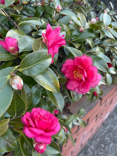 f:id:happyengel:20210115140642j:image f:id:happyengel:20210115140642j:image