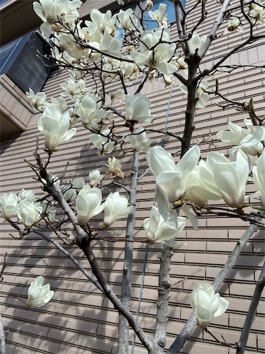 f:id:happyengel:20210313141954j:image
