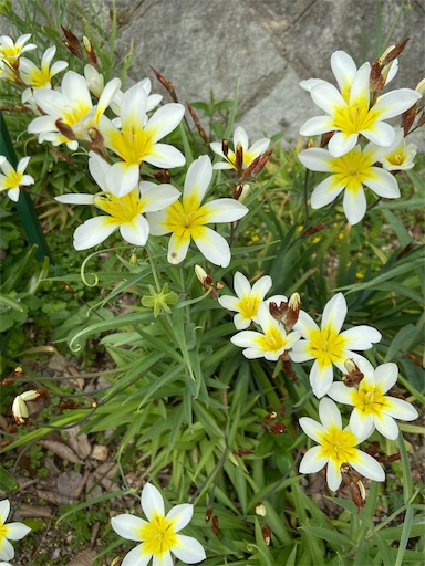 f:id:happyengel:20210406135923j:image f:id:happyengel:20210406135923j:image