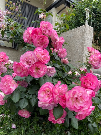 f:id:happyengel:20210517153253j:image