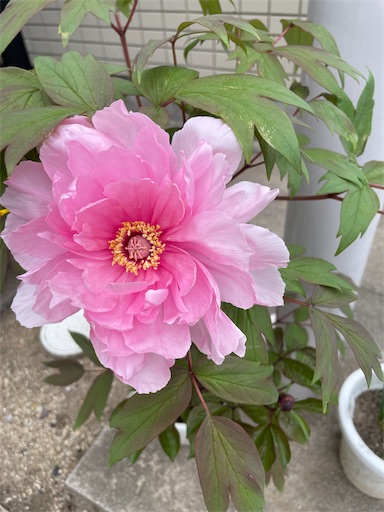 f:id:happyengel:20230416174931j:image f:id:happyengel:20230416174931j:image