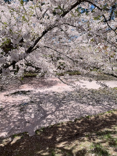 f:id:happyengel:20240423152029j:image