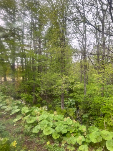 f:id:happyengel:20240525230101j:image