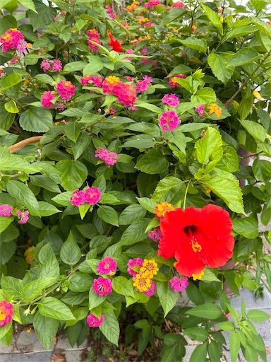 f:id:happyengel:20240606205432j:image f:id:happyengel:20240606205432j:image