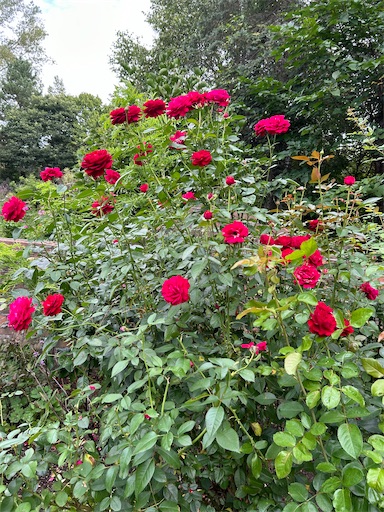 f:id:happyengel:20240906214408j:image