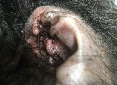 f:id:happyenn:20190814232211j:plain