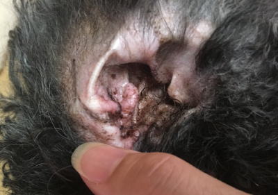 f:id:happyenn:20190814232329j:plain