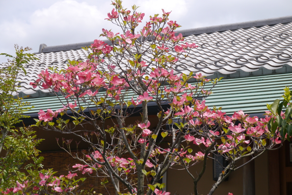 f:id:happyflowertrees:20170504122411j:plain