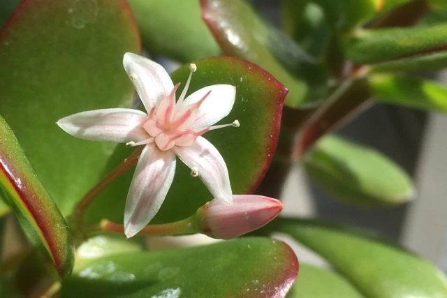 風水でおすすめのグリーン系植物ベスト５ 誰でもできる 簡単風水で幸運を引き寄せよう