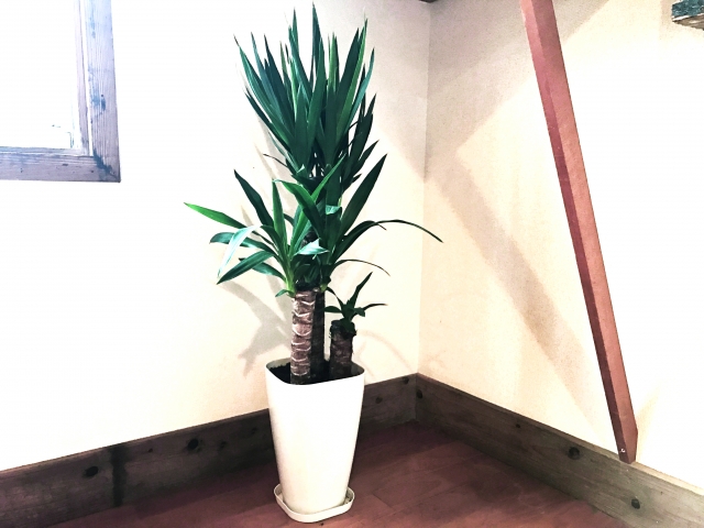 風水でおすすめのグリーン系植物ベスト５ 誰でもできる 簡単風水で幸運を引き寄せよう