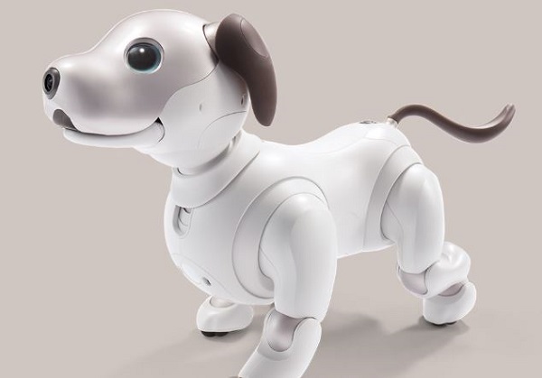 aibo