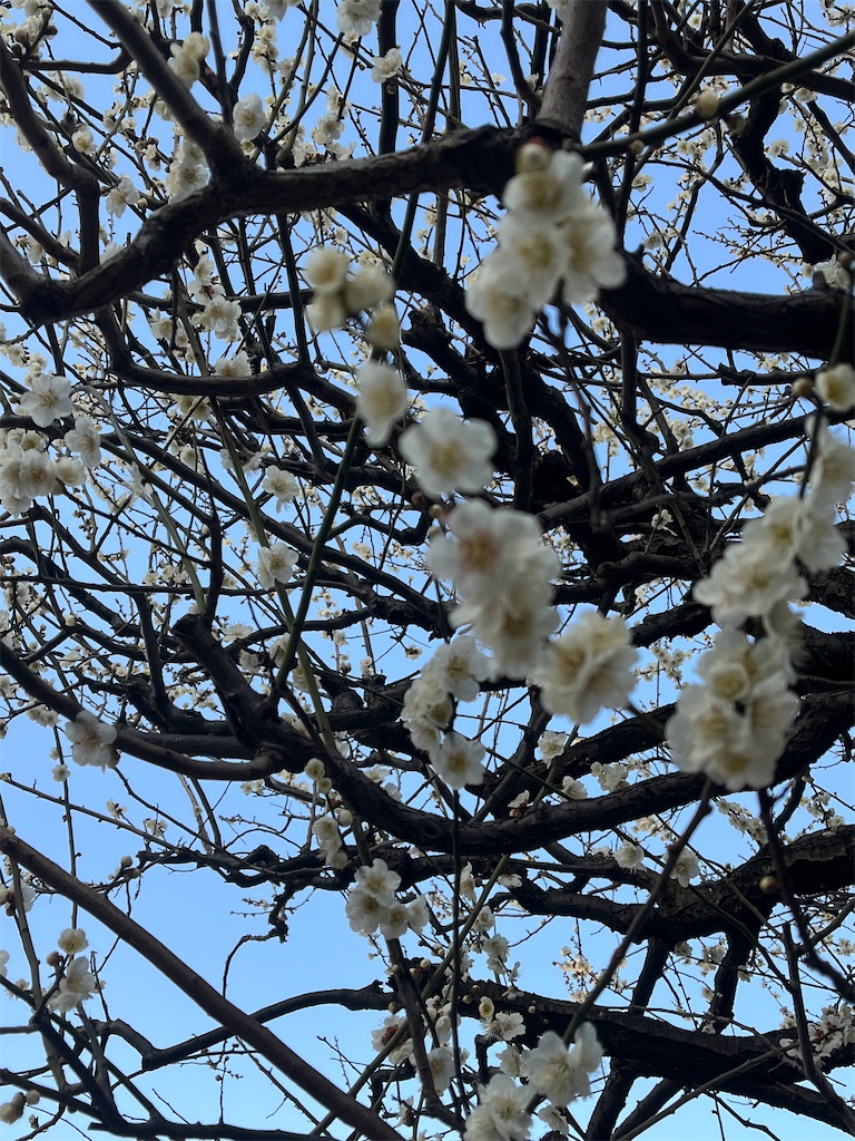 f:id:happygracemoms:20230224230421j:image