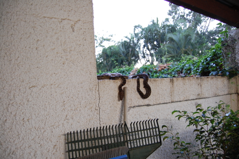 野生のアメジストニシキヘビを捕獲せよ とある獣医の豪州生活