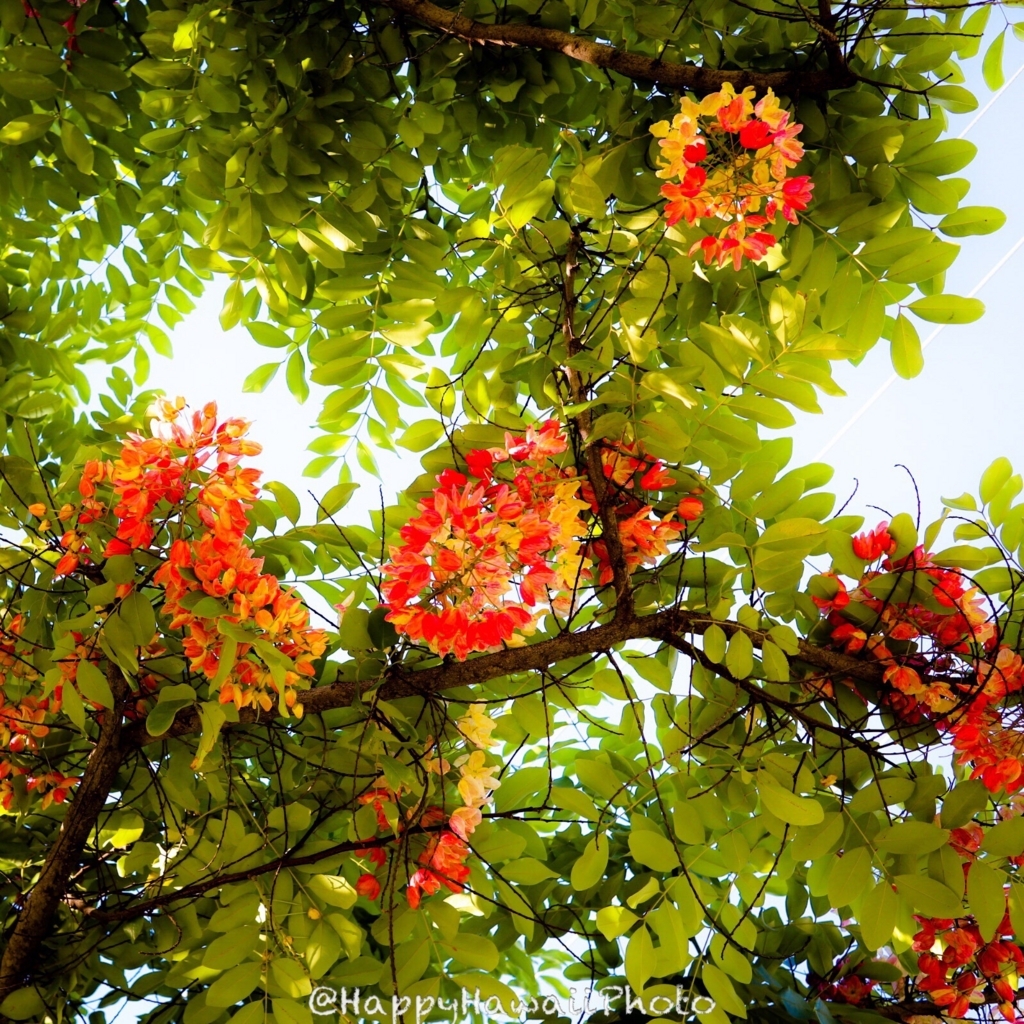 ハワイの１２ヶ月ってどんなだろう 花の咲き誇る5月か6月のハワイに行ってみたいですね Happy Hawaii Photo